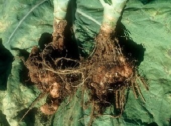 Висока вологість ґрунту сприяє розвитку кили капусти